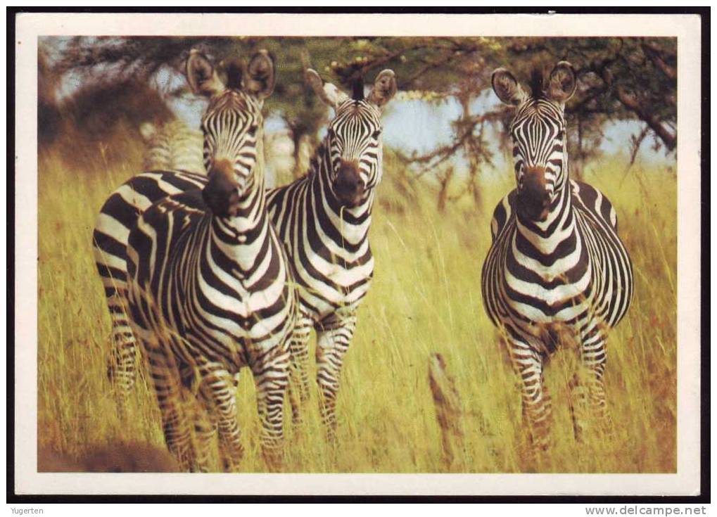 ZEBRE DE BURCHELL (Equus Quagga Burchelli) - Afrique - Carte Neuve Non écrite - Mint - Zebras