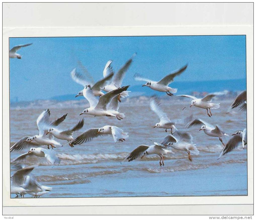 Cp , ANIMAUX , Avec Les Oiseaux De Passage , Un Soir Qu'il Ventait , Il Partit , Les Vents Fous En Ont Fait Un Sage - Pájaros