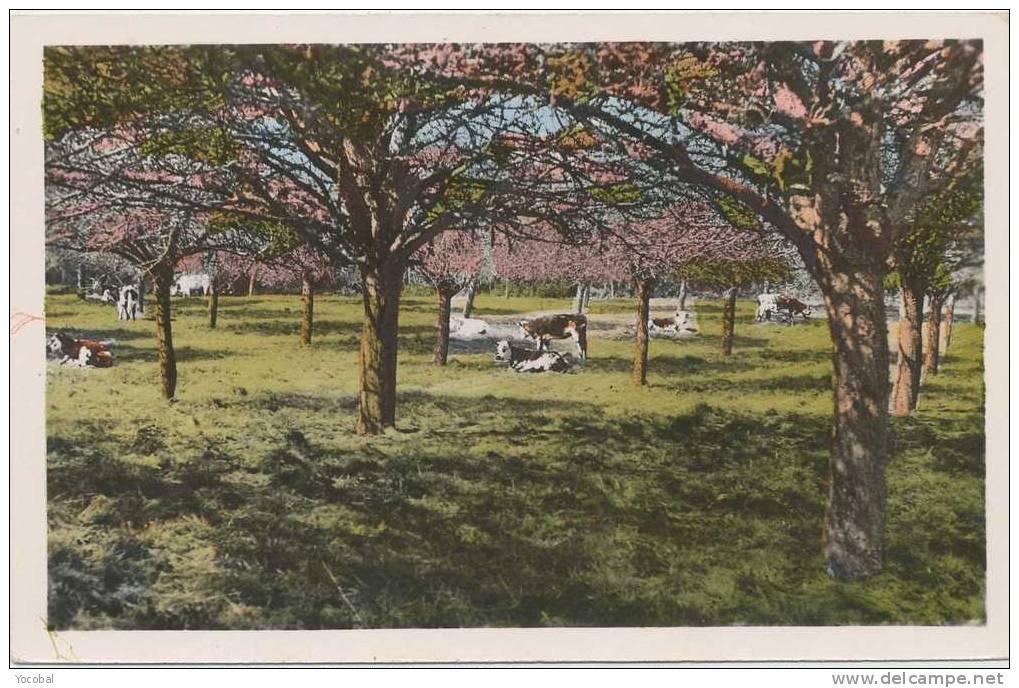 Cp , ANIMAUX , Les Vaches Normandes Sous Les Pommiers - Cows