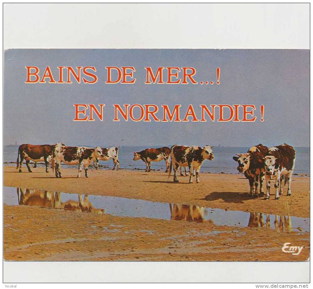 Cp , ANIMAUX , Les Vaches , Bains De Mer En Normandie - Koeien