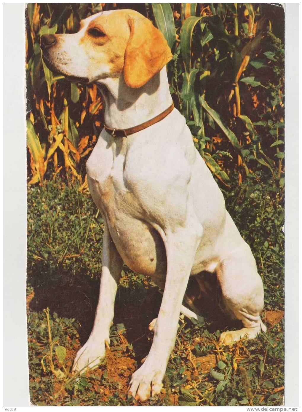 Cp , ANIMAUX , Chien Pointer - Chiens