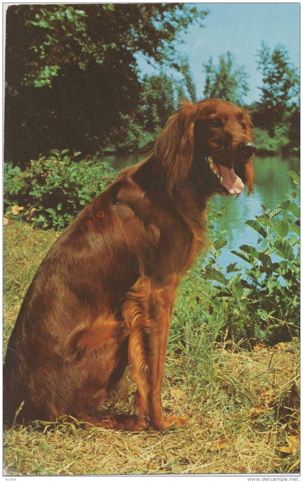 Cp , ANIMAUX , Chien Setter Irlandais - Chiens