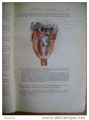 PAD/7  Chiarugi ISTITUZ. DI ANATOMIA DELL´UOMO Soc.Ed.Lib.1944 - Médecine, Biologie, Chimie