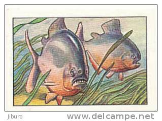 Image / Record De Férocité  / Piranha /  Poisson Fish  // Ref IM 6-K/234 - Nestlé