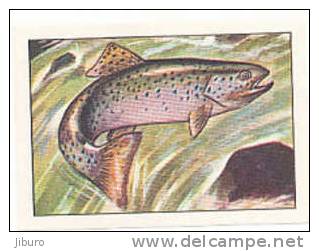 Image / Record De Saut  / Saumon /  Salmon /  Poisson Fish  // Ref IM 6-K/234 - Nestlé