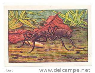 Image / Fourmi Portant Une Nymphe / Insecte - Ant - Fourmis // Ref IM 6-K/234 - Nestlé