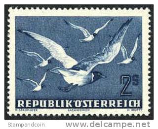 Austria C56 XF Mint Hinged 2s Airmail From 1950 (Blackheaded Gulls) - Altri & Non Classificati