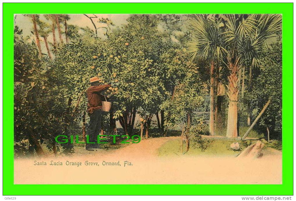 ORMOND, FL - SANTA LUCIA ORANGE GROVE - ANIMATED - UNDIVIDED BACK - THE ROTOGRAPH CO - - Daytona