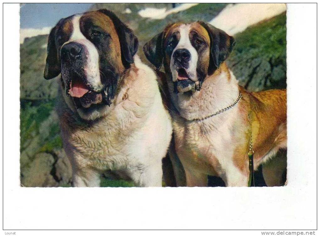 Chiens De L'Hospice Du Grand Saint Bernard - Chiens