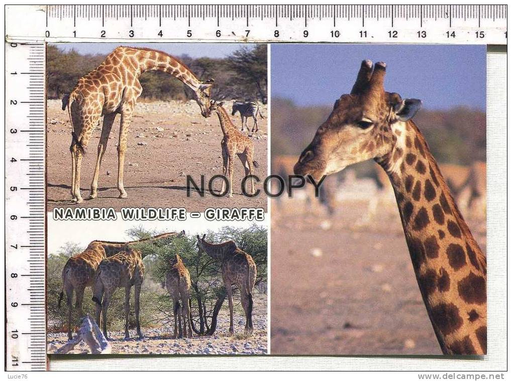 NAMIBIA  WILDLIFE  -  GIRAFFE  -   3 Vues  :  GIRAFES Et GIRAFON - Giraffes