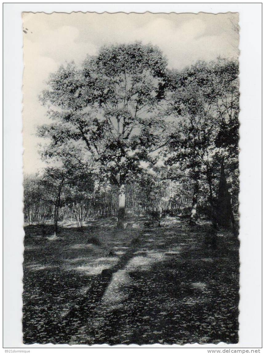 Wavre - Waver  - Institut Médical Du Bois De La Pierre - Sous-Bois - Wavre