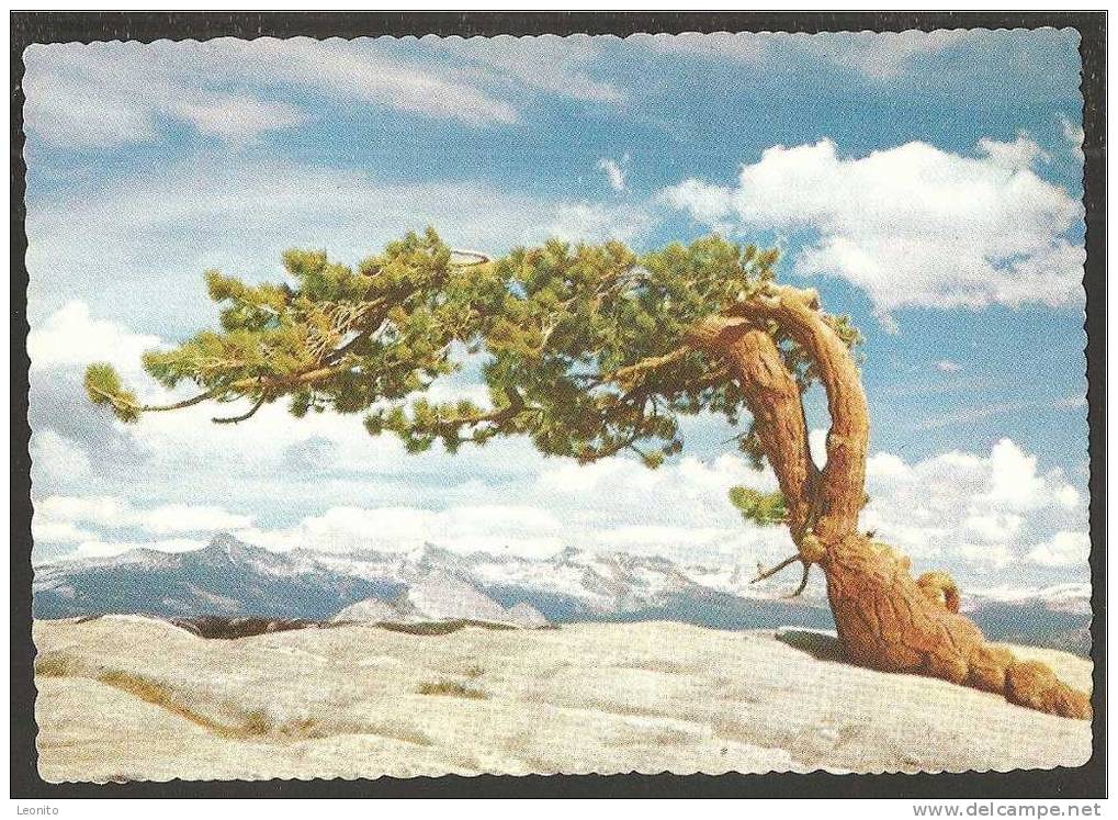 Jeffrey Pine Sentinel Dome Yosemite (card Size 10 X 15 Cm) National Park California - Yosemite