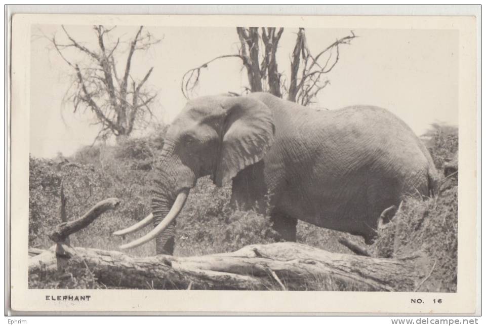 TANGANYIKA 1962 - ELEPHANT - G. Lawrence Brown éditeur - Cachet De Départ Arusha - Tanzanía