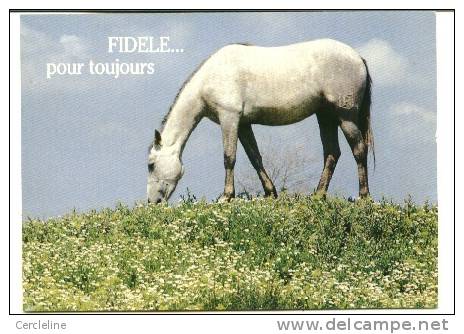 CPM CHEVAL CHEVAUX Fidèle Pour Toujours Photo Anger - Pferde