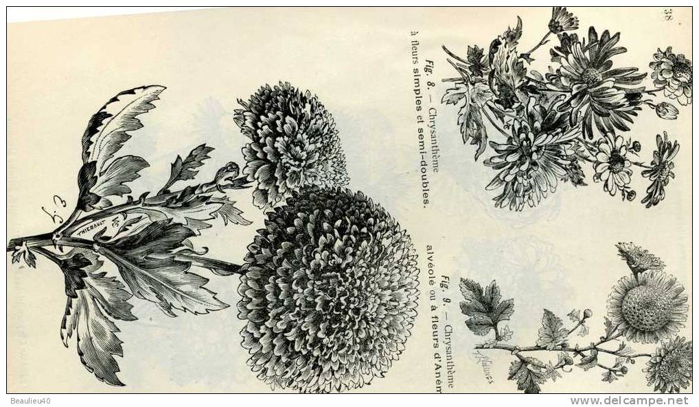 LES DIFFÉRENTES CULTURES DE CHRYSANTHÈMES  VIMORIN-ANDRIEUX - Autres & Non Classés