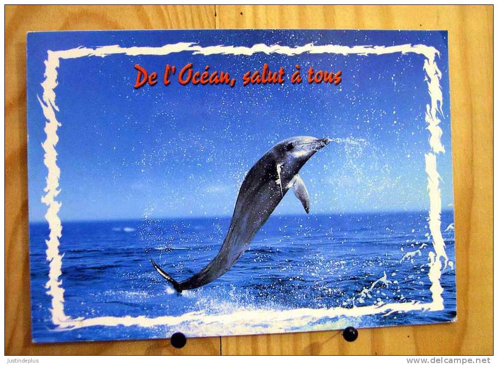 CPM  DAUPHIN HUMOUR  "DE L´OCEAN SALUT A TOUS" PHOTO PIX - Delfines