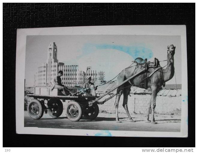 Karachi:camel - Pakistan