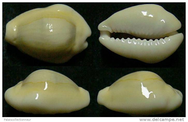 N°3965 // CYPRAEA  MONETA  BARTHELEMYI ROSTREE  "Nelle-CALEDONIE" // F+++ :  26,1mm  . - Conchas Y Caracoles