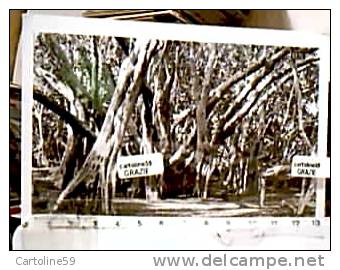 MADAGASCAR FORET FORESTA ARBRE  ALBERI  Fotografica S1960  DB3031 - Madagaskar