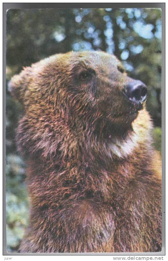 BEAR. Old Russian Postcard (3) - Ours