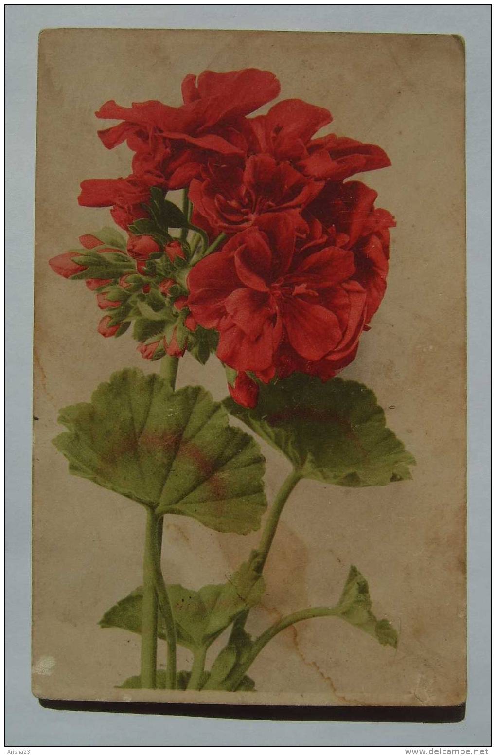 Germany Flora Flower Geranium Painting Art - 1911 Farbenchtdruck V. Martin Kommel & Co. Hofkunstanstalt Stuttgart - Medicinal Plants