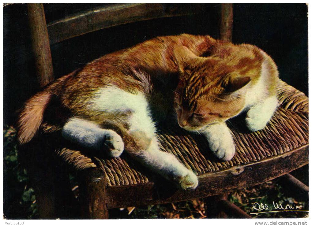 CPM  CHAT La Sieste Illustrateur ALL MONIER 1984 - Gatos