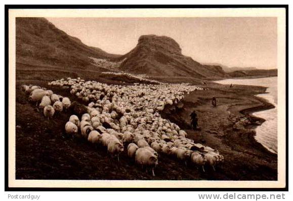 Islande - REYKJAVIK - Iceland - Herding Sheep On Horseback - Iceland