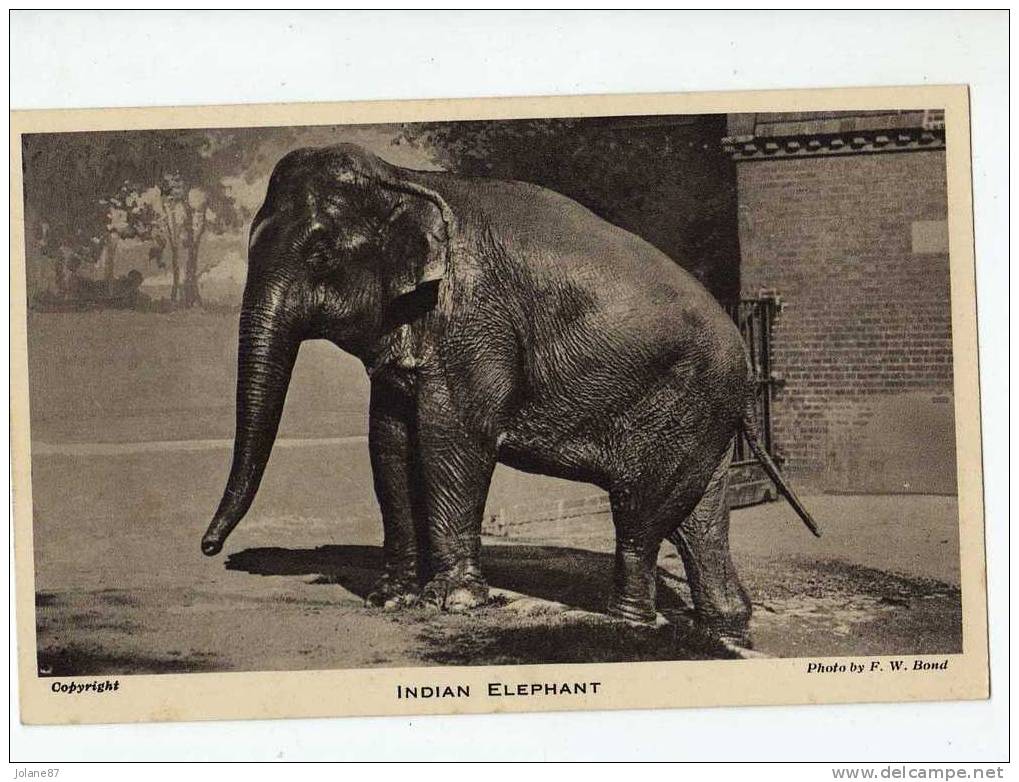 CPA     ELEPHANT INDIEN        1936       JARDIN ZOOLOGIQUE DE LONDRES - Elefantes