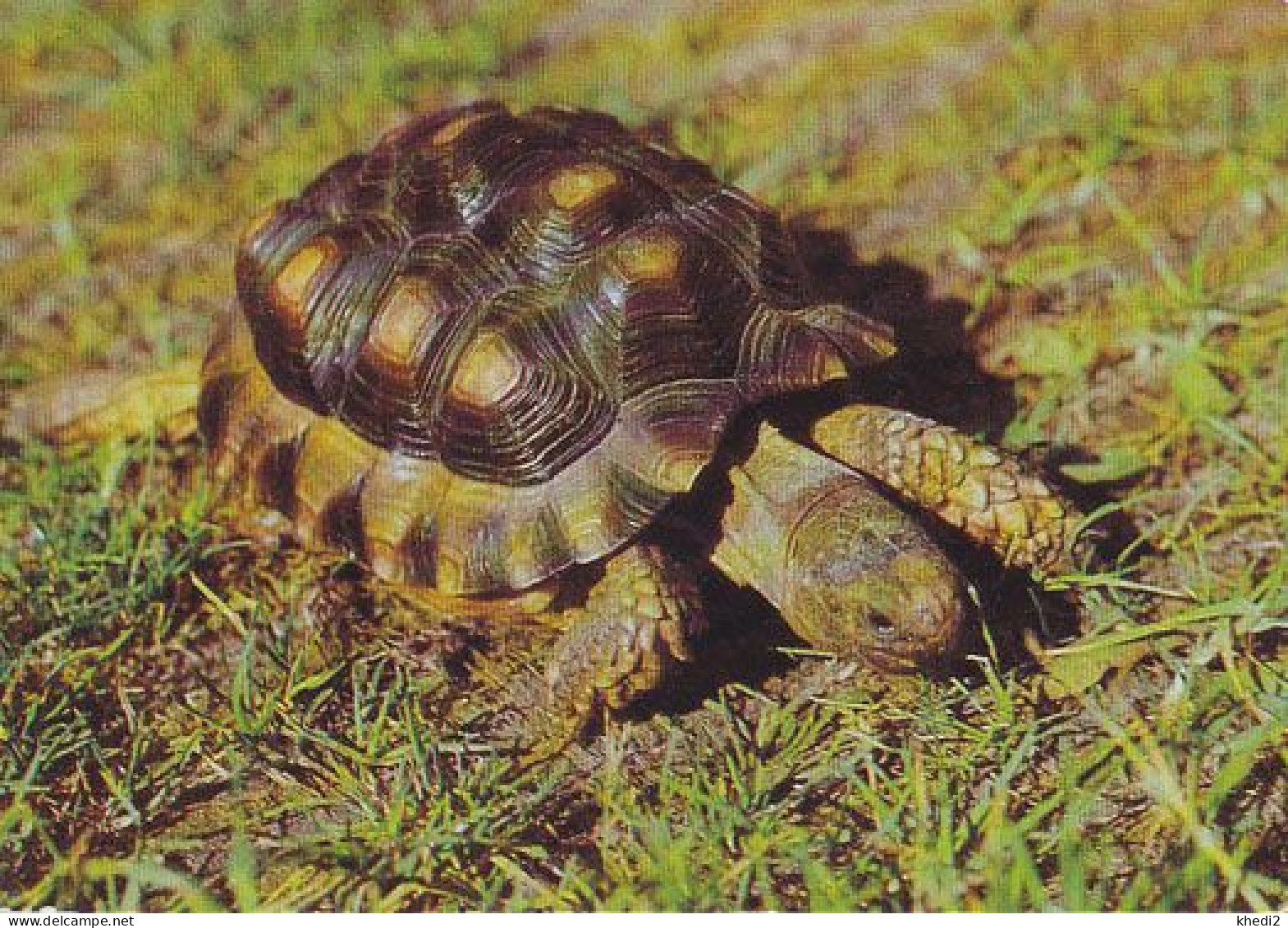 Carte Postale CP Neuve - TORTUE / Testudo Chilensis - TURTLE Mint Postcard - Schildkröte Postkarte - Schildkröten