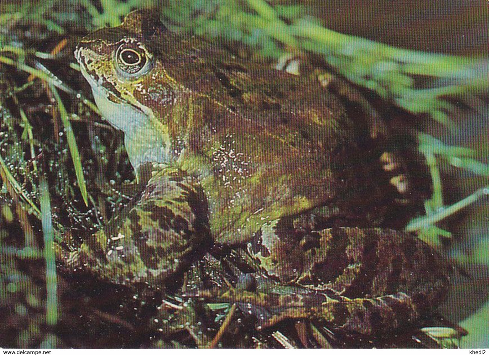 Carte Postale CP Neuve - ANIMAL - GRENOUILLE Rousse  Rana Temporaria - FROG Mint Postcard - FROSCH Postkarte - Sonstige & Ohne Zuordnung