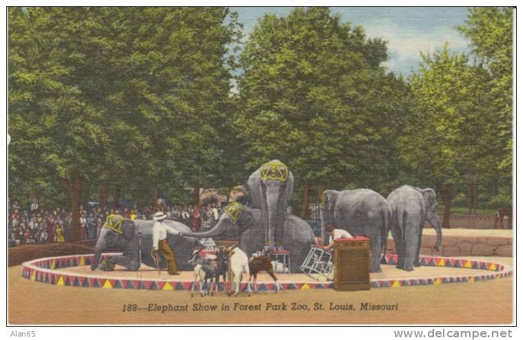 Elephant Show In Forest Park Zoo St. Louis MO Missouri On 1950s Vintage Curteich Linen Postcard - Olifanten