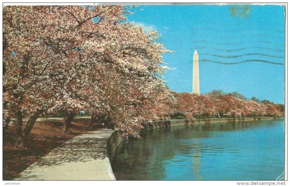 USA – United States – Washington DC At Cherry Blossom Time- 1960 Used Postcard [P3054] - Washington DC