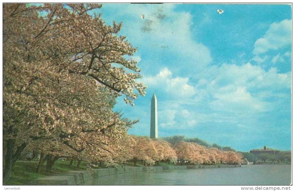 USA – United States – Washington DC - Washington Monument At Cherry Blossom Time – 1966 Used Postcard [P3055] - Washington DC