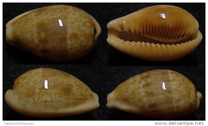 N°4004 // CYPRAEA  BREGERIANA  "Nelle-CALEDONIE" // GEM : 22,2mm  . - Conchas Y Caracoles