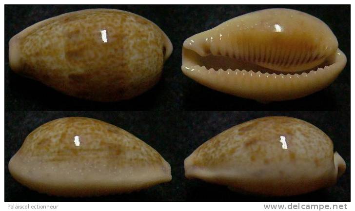 N°4009 // CYPRAEA  BREGERIANA  "Nelle-CALEDONIE" // F+++ : 24,5mm  . - Coquillages