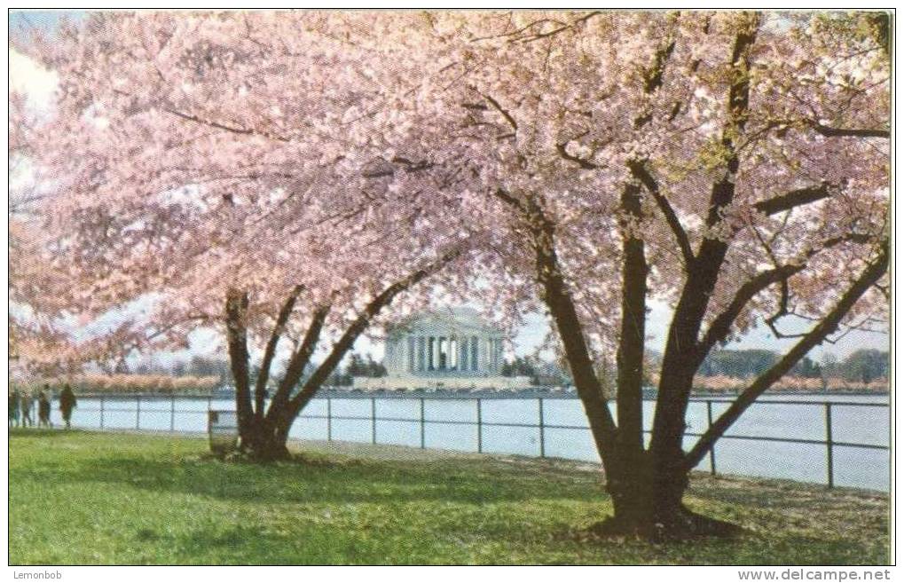 USA – United States – Washington DC – Jefferson Memorial - Unused 1950s Postcard [P3077] - Washington DC