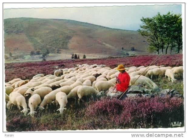 Le Limousin Les Monedieres Bergère  Troupeau De Moutons Et Musique De Jean.Segurel Accordéoniste Et Signature TBE - Limousin