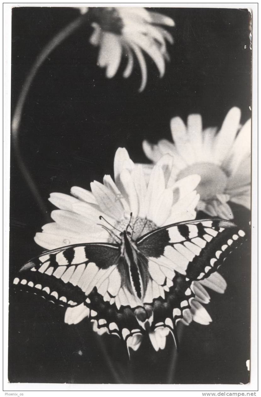 ANIMALS - Butterfly, Papilio Machaon - Papillons