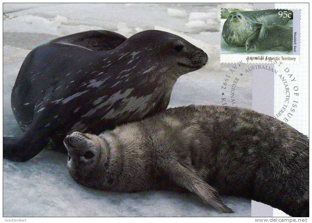 Australian Antarctic Territory 1992 95c Weddell Seal Maximum Card - Cartes-maximum