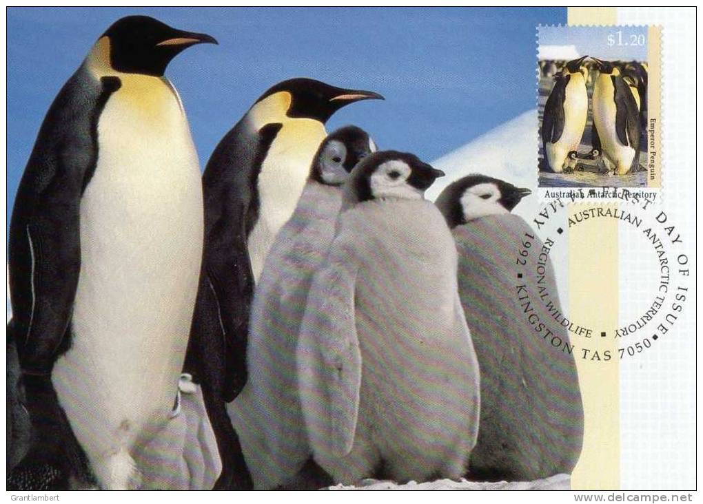 Australian Antarctic Territory 1992 $1.20 Emperor Penguin Maximum Card - Cartes-maximum