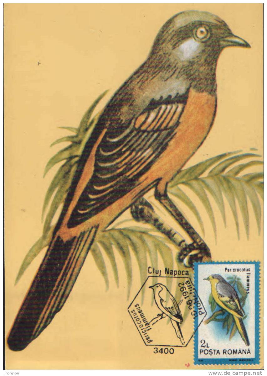 Romania- Maximum Postcard,maxicard-Birds, Scarlet Minivet - Sparrow; Moineau - Cernícalo