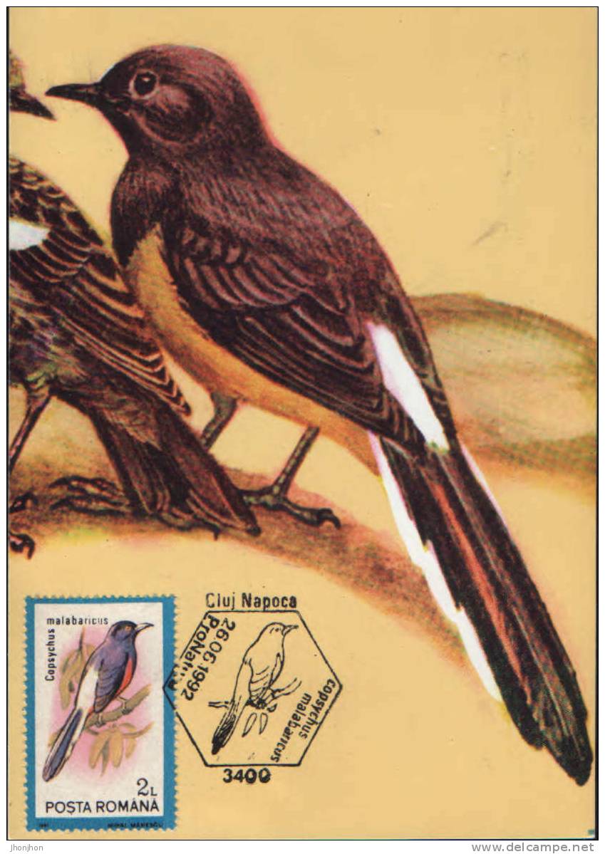 Romania- Maximum Postcard,maxicard - Birds, White-rumped Shama; Shama à Croupion Blanc - Spatzen