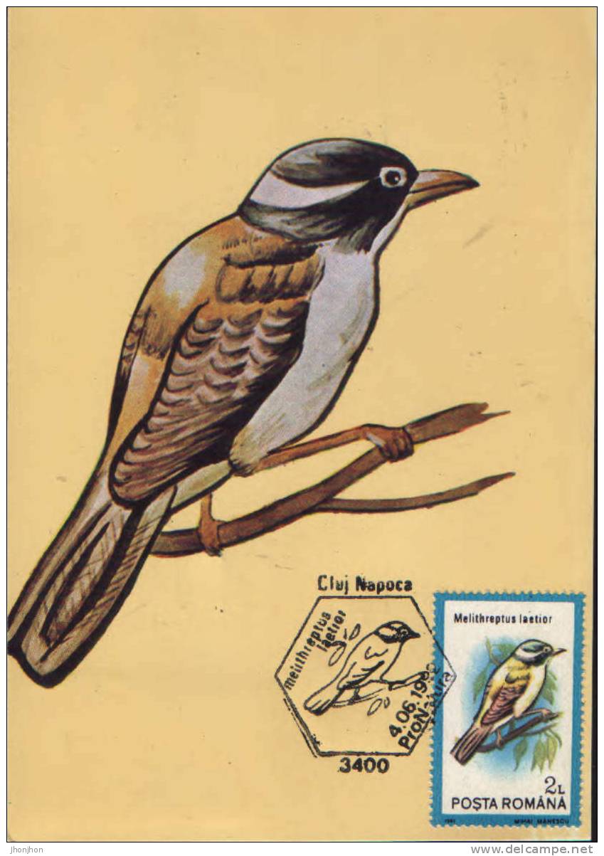 Romania- Maximum Postcard,maxicard- Birds,Black-chinned Honeyeater; Honeyeater à Gorge Noire - Passeri