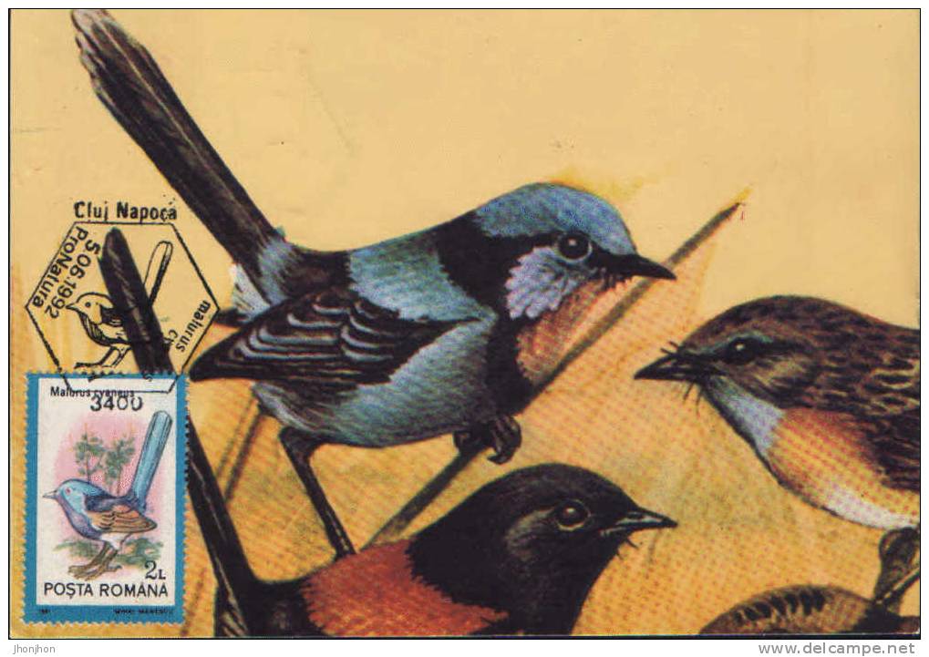Romania- Maximum Postcard,maxicard-Birds, Superb Fairy Wren; Wren Fée Superbe - Sparrows