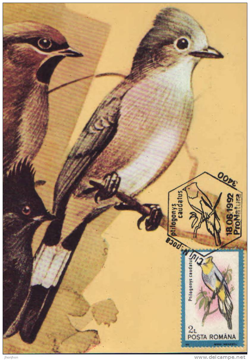 Romania- Maximum Postcard,maxicard- Birds, Long-tailed Silky-flycatcher; Long-tailed Silky-gobe-mouches - Moineaux