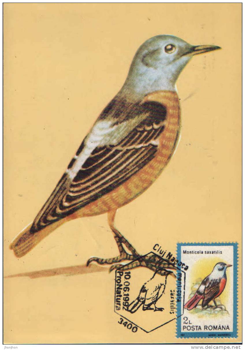 Romania- Maximum Postcard, Maxicard-Birds,Rufous-tai Led Rock-thrush; La Grive - Moineaux