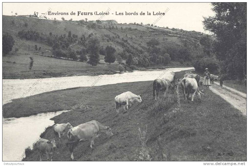 FEURS Loire 42 : Aux Environs : Les Bords De La Loire Un Troupeau De Vaches Et La Fermière ( Cow Kuh ) - Feurs