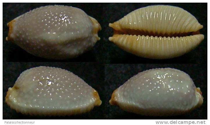 N°4032 // CYPRAEA  STAPHYLAEA  CONSOBRINA FREAK  "Nelle-CALEDONIE" // F++/GEM : 17,9mm  . - Schelpen