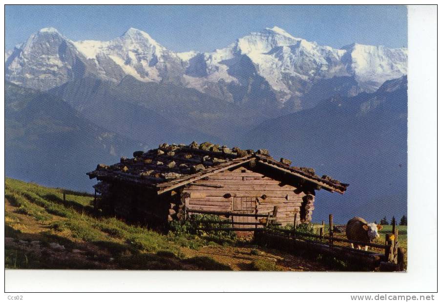 Ob Beatenberg Eiger Mönch Jungfrau Ebnefluh - Beatenberg