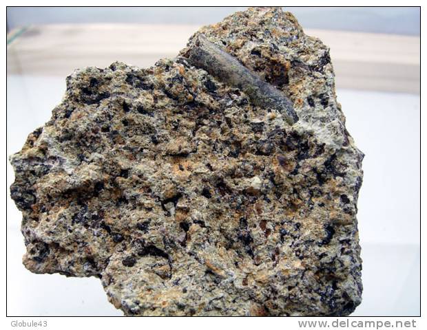 FOSSILE VEGETAL ? SUR GANGUE BITUME  7,5 X 7 CM DALLET - Fossielen